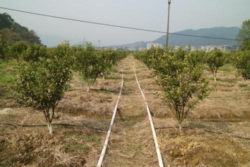 無土栽培，無土栽培技術，無土栽培設備